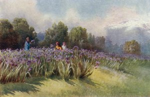 Spring in Kashmir